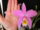 Flower Size