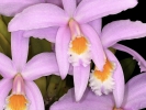 Closeup of Flowers