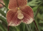 Closeup of Flower